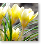 flowers in the earth